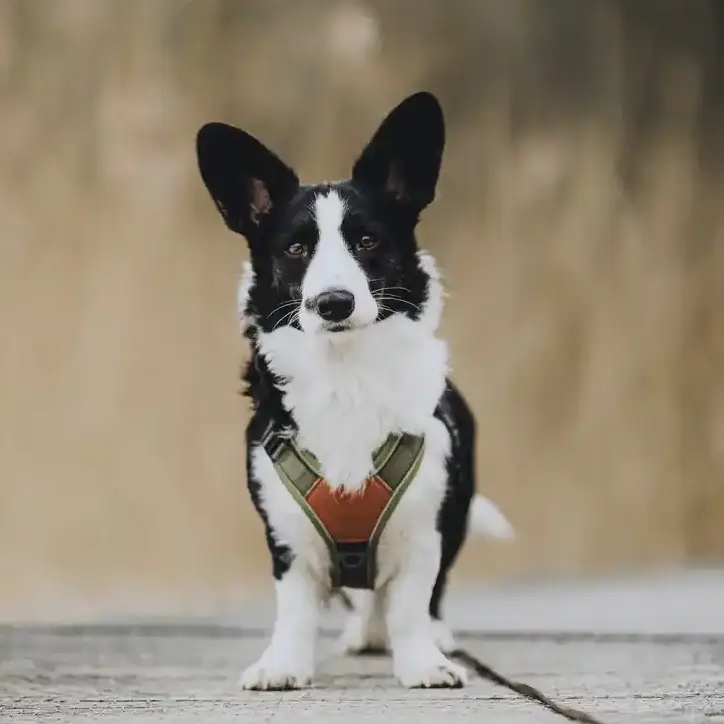 Collarfull Terrain Trails Pro Hundesele – billede 10