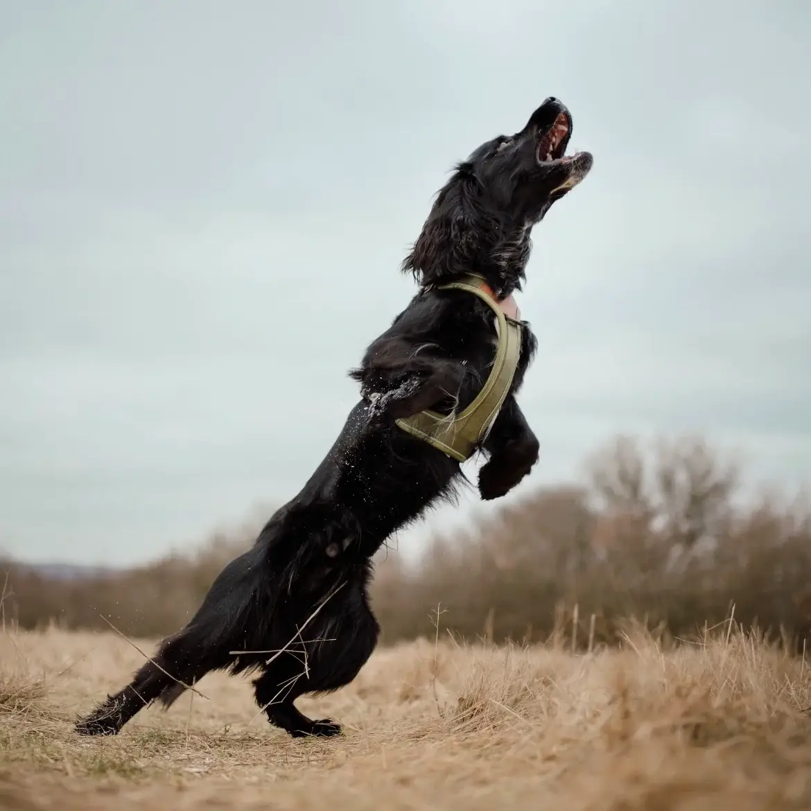 Collarfull Terrain Trails Pro Hundesele – billede 9