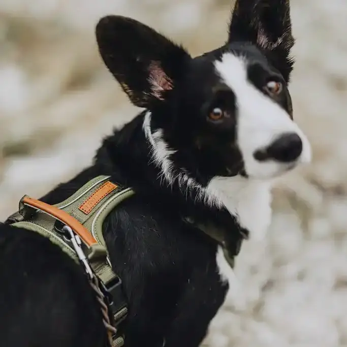 Collarfull Terrain Trails Pro Hundesele – billede 3