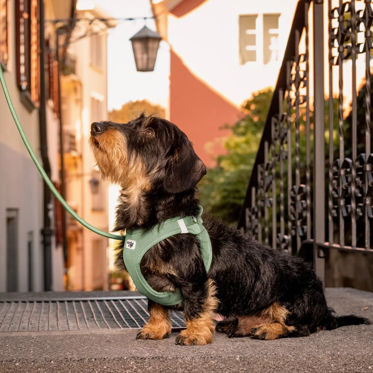 Curli Air Mesh Step-in Hundesele – billede 2