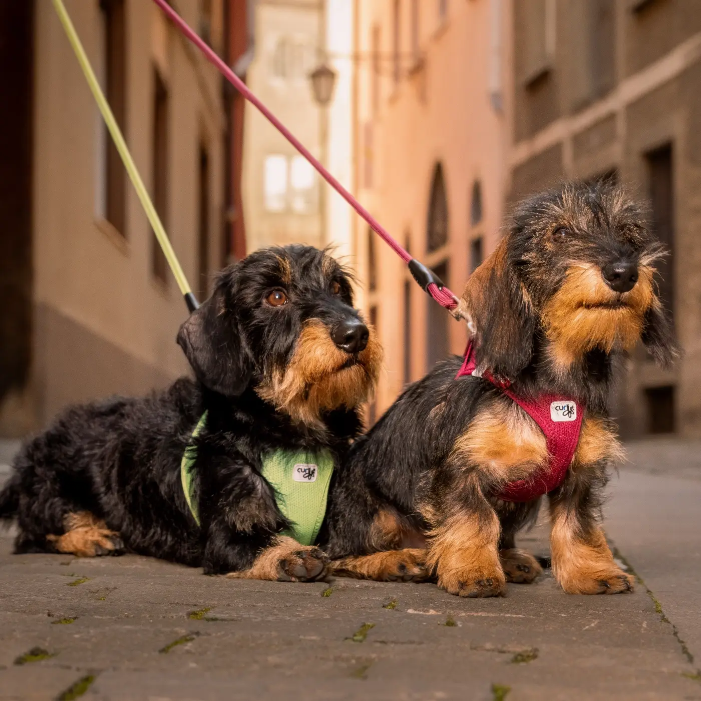 Curli Air Mesh Step-in Hundesele – billede 9