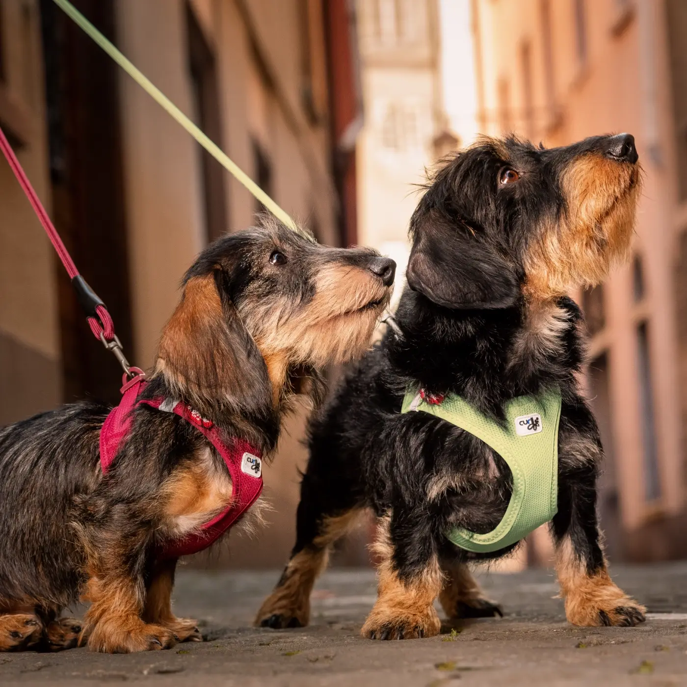 Curli Air Mesh Step-in Hundesele – billede 5