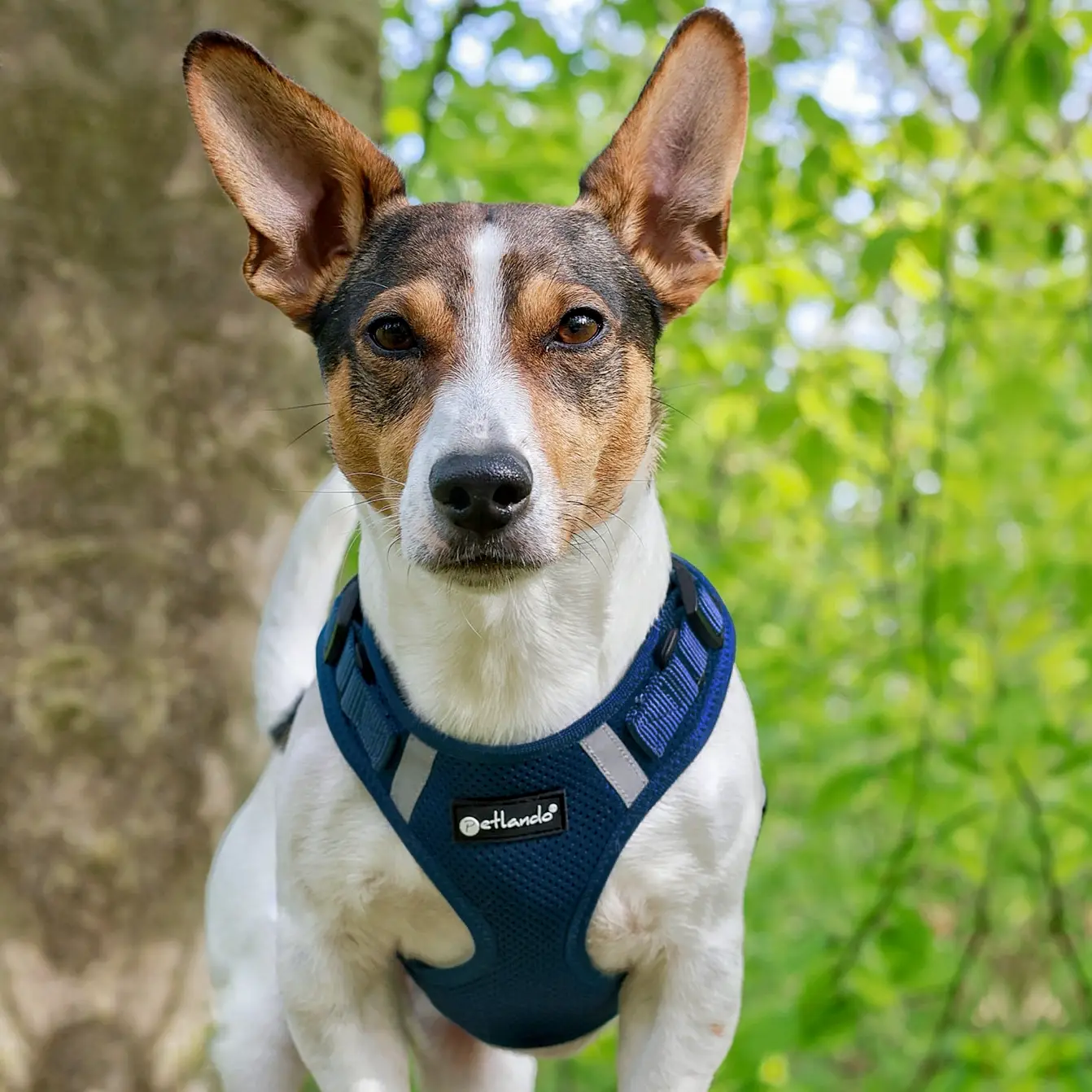 Petlando Mesh Vest Hundesele – billede 7