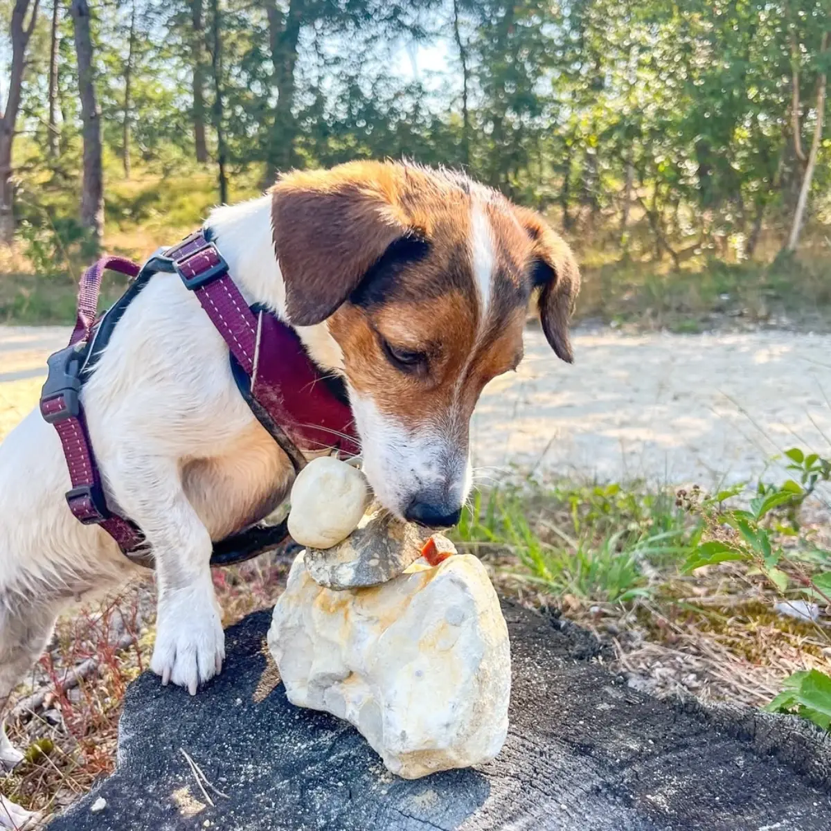 Petlando Outdoor Hundesele – billede 12