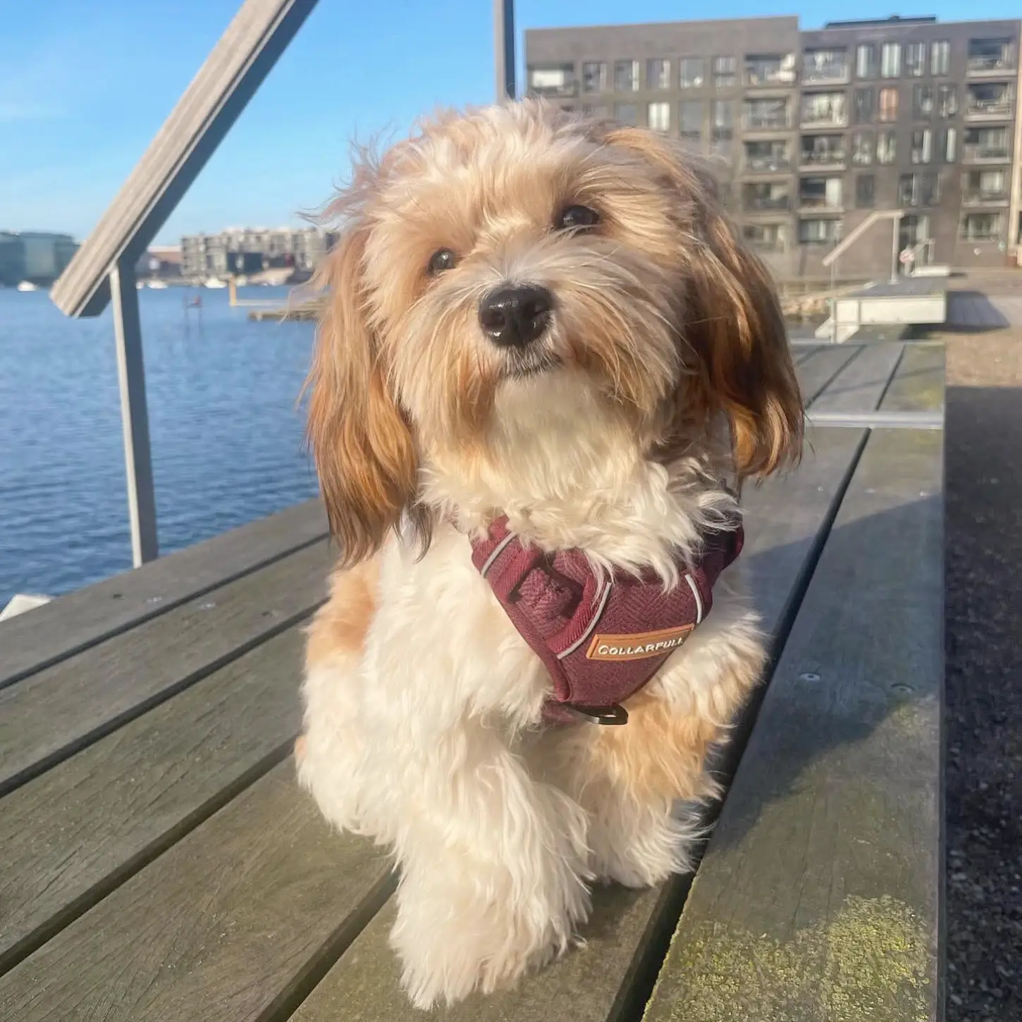 Collarfull Adventure Trails Hundesele – billede 3