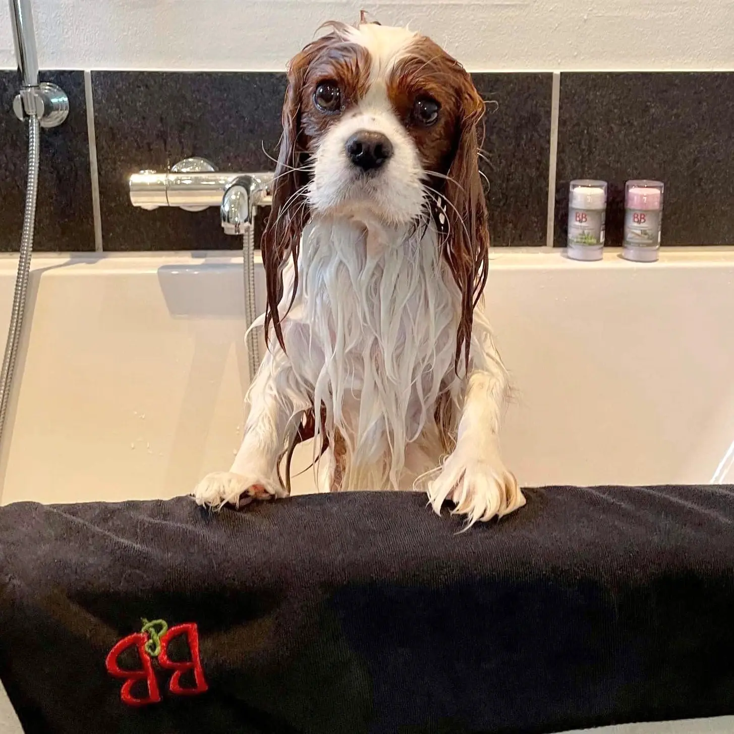 B&B Hundehåndklæde 55x90 S/M – billede 10