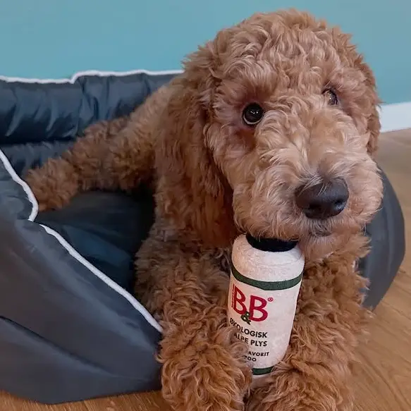 B&B Hundens Favorit Shampoo Plys – billede 7