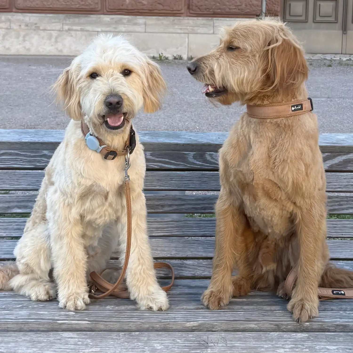 Petlando Mesh Halsbånd – billede 3