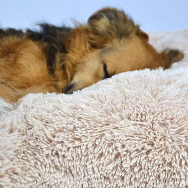 Deluxe Fluffy Hundepude – billede 7