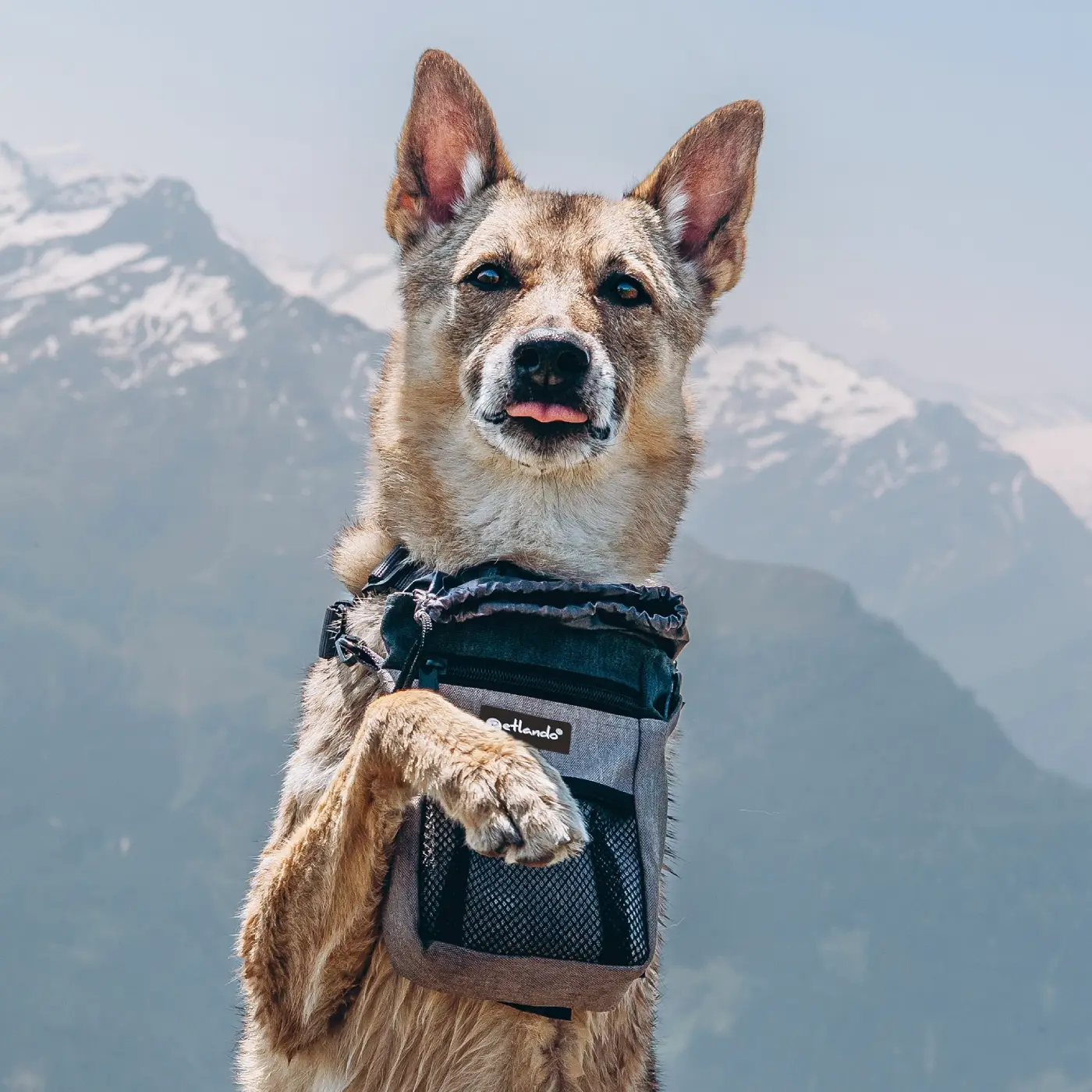 Petlando Everest Premium Godbidstaske - Grå – billede 4