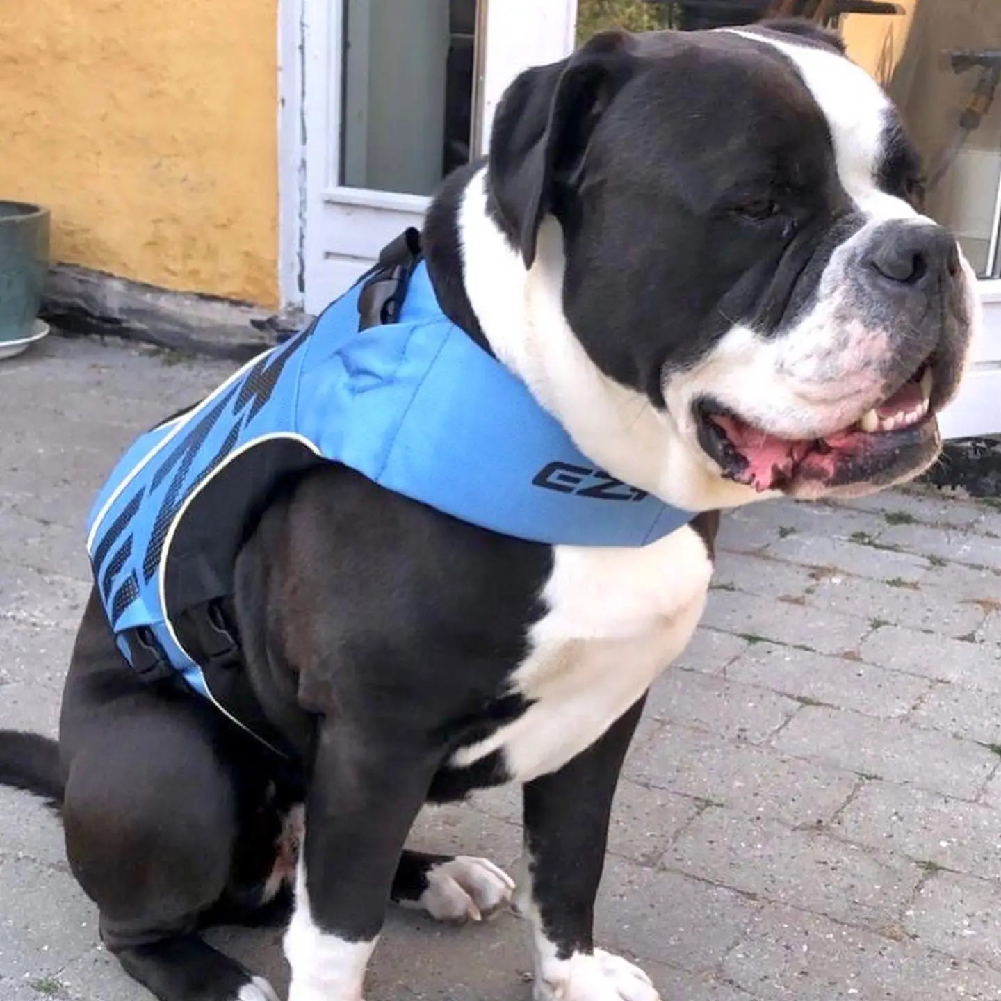 EzyDog Redningsvest DFD X2 Boost – billede 7