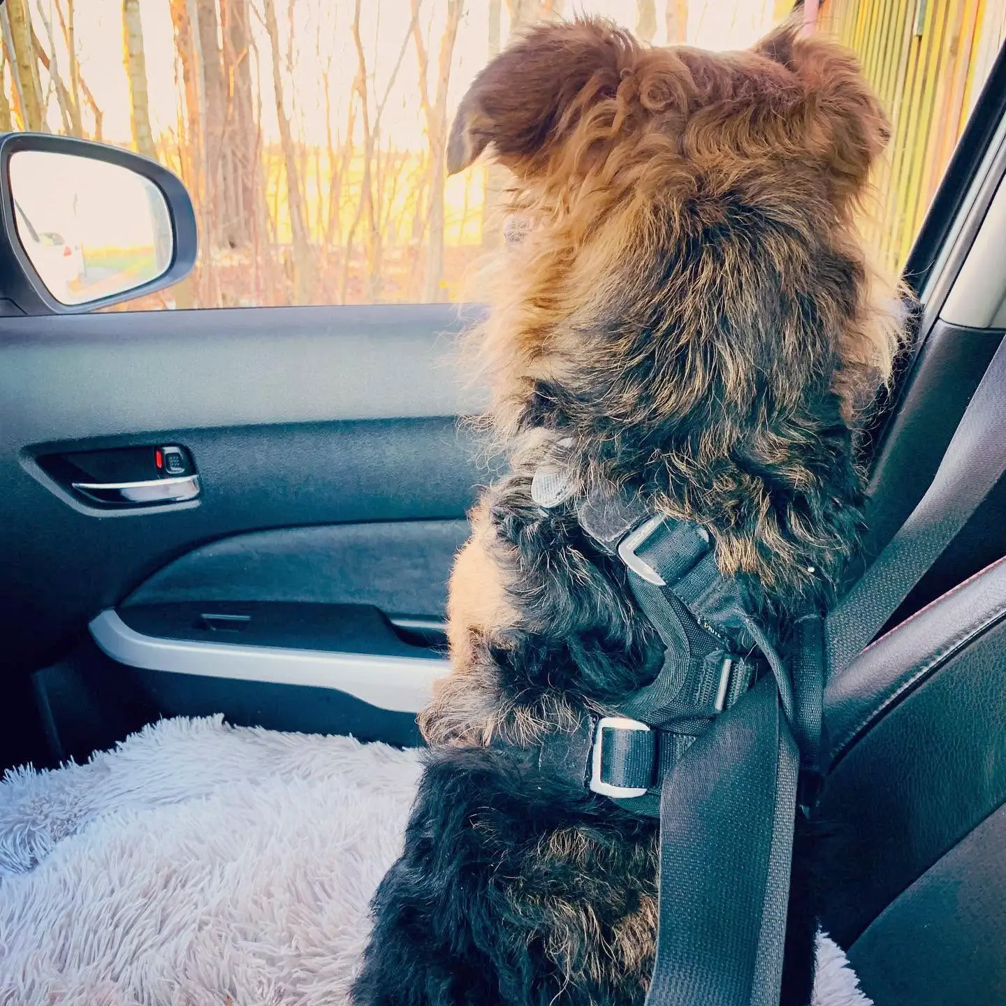 EzyDog Crashtestet Transport Sikkerhedssele S – billede 10