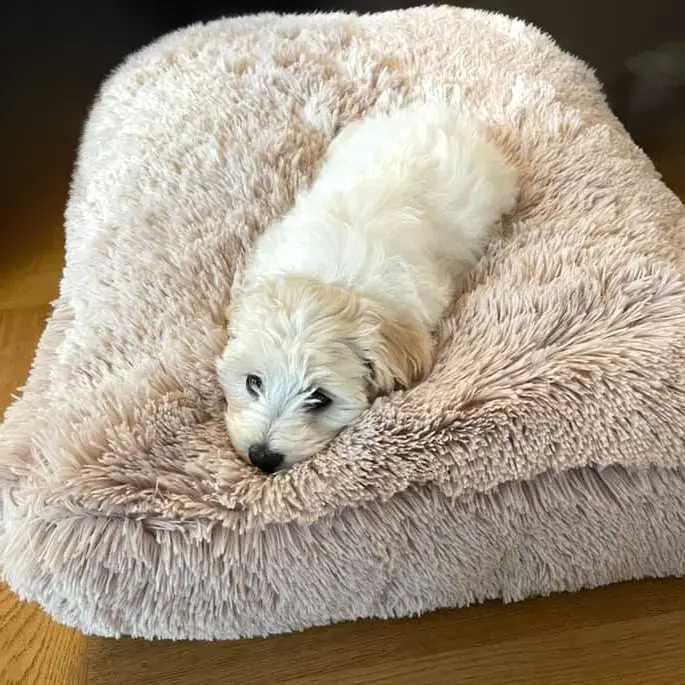 Deluxe Fluffy Hundepude – billede 3
