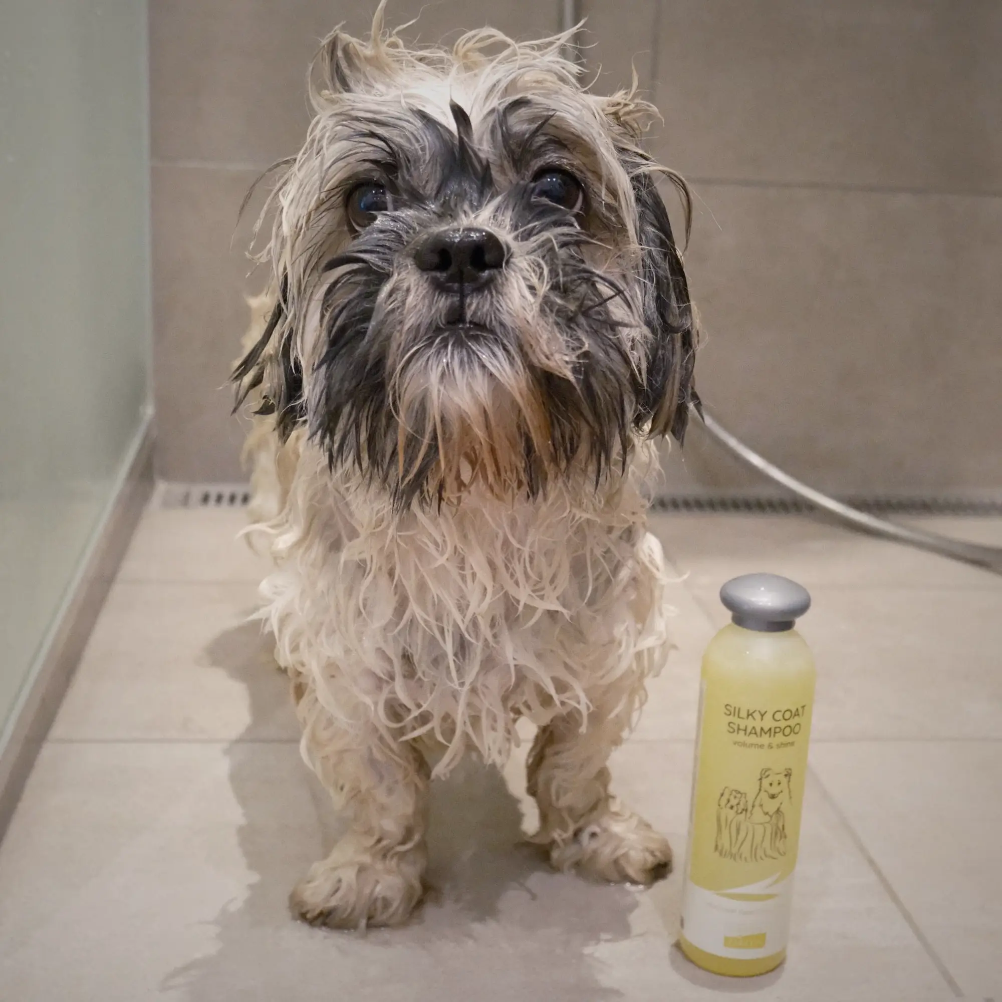 Greenfields Yorkshire Terrier Care Sæt - 2x270ml – billede 2