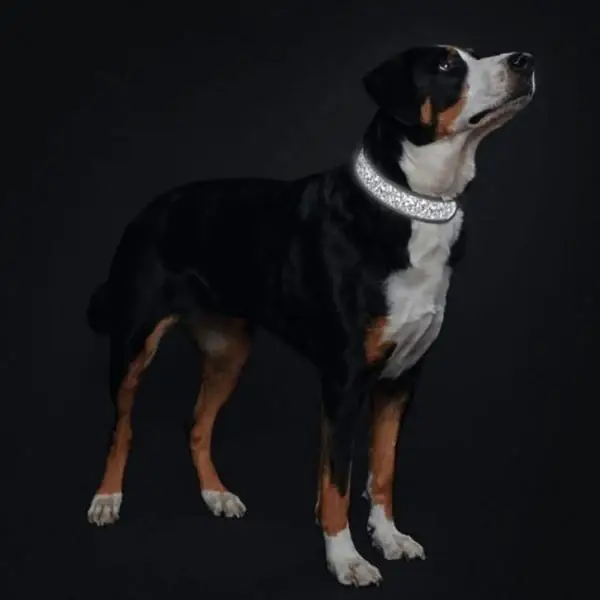 Hunter Divo Refleks Hundehalsbånd – billede 4