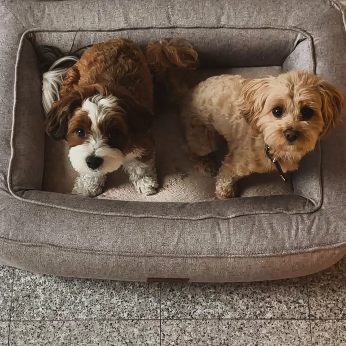 Petlando Lima Ortopædisk Hundeseng – billede 7