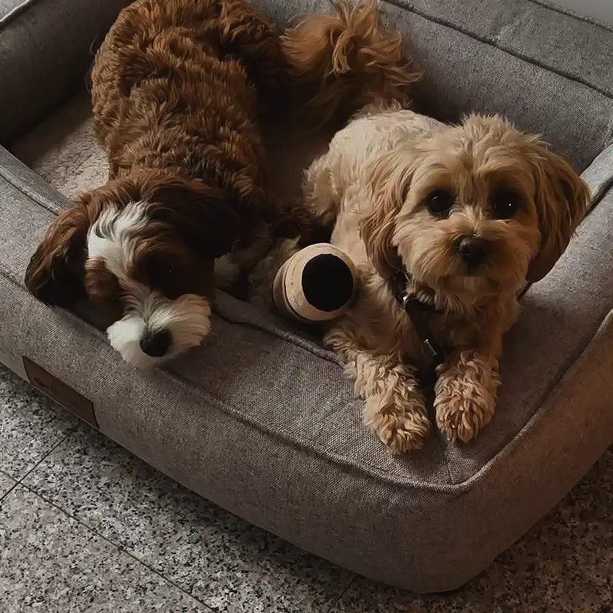 Petlando Lima Ortopædisk Hundeseng – billede 2