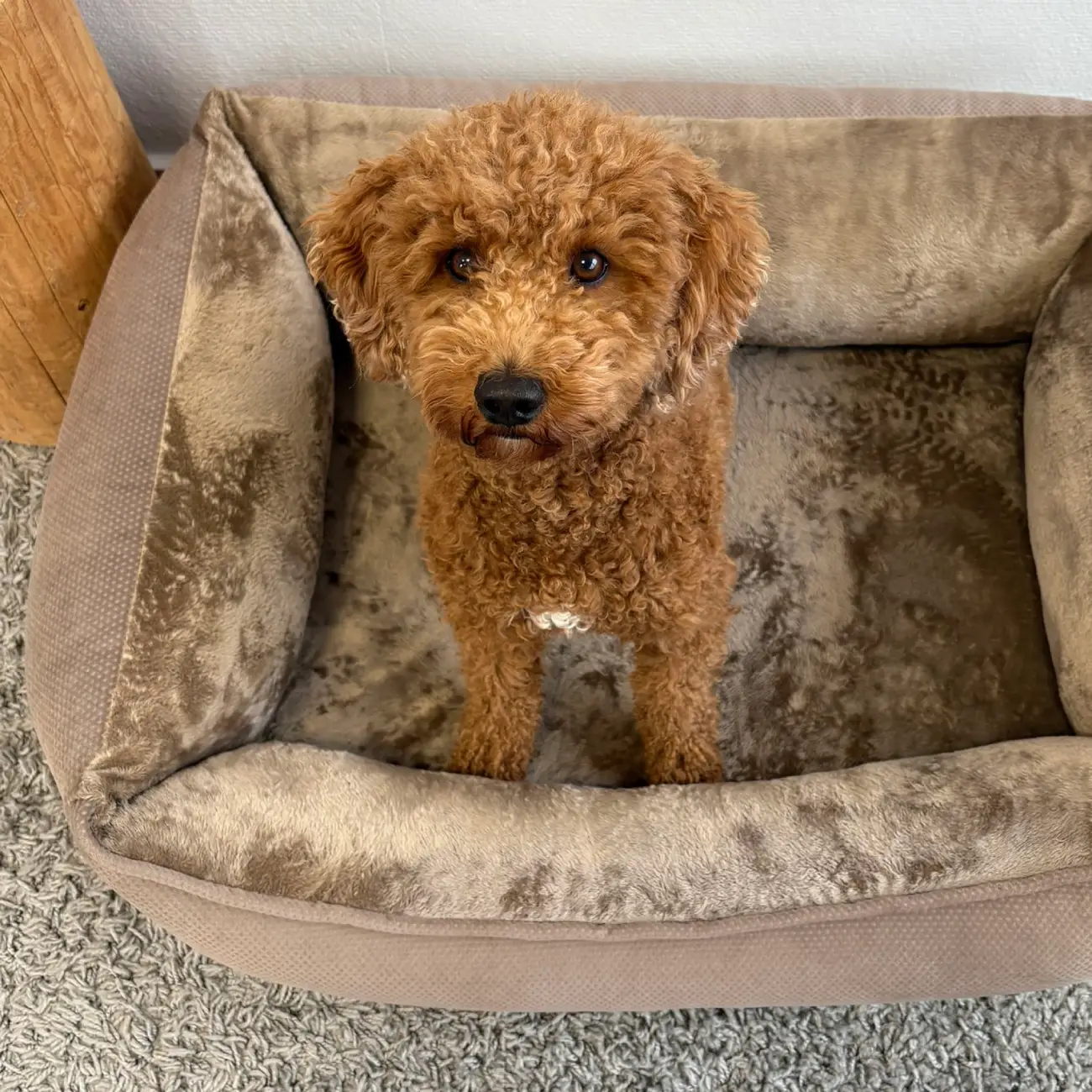 Petlando Lucy Ortopædisk Hundeseng – billede 9