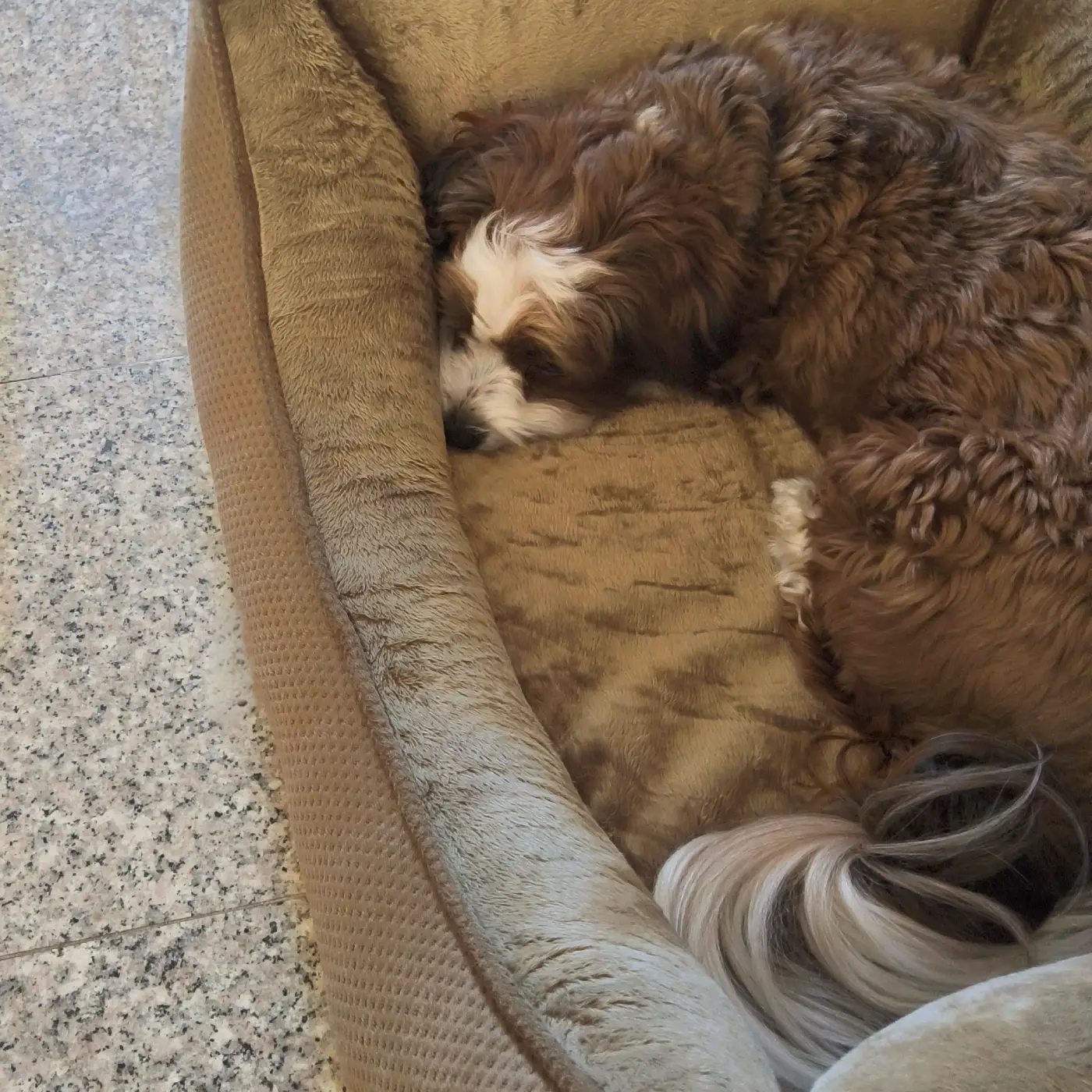 Petlando Lucy Ortopædisk Hundeseng – billede 4