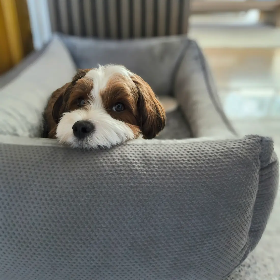 Petlando Lucy Ortopædisk Hundeseng – billede 12