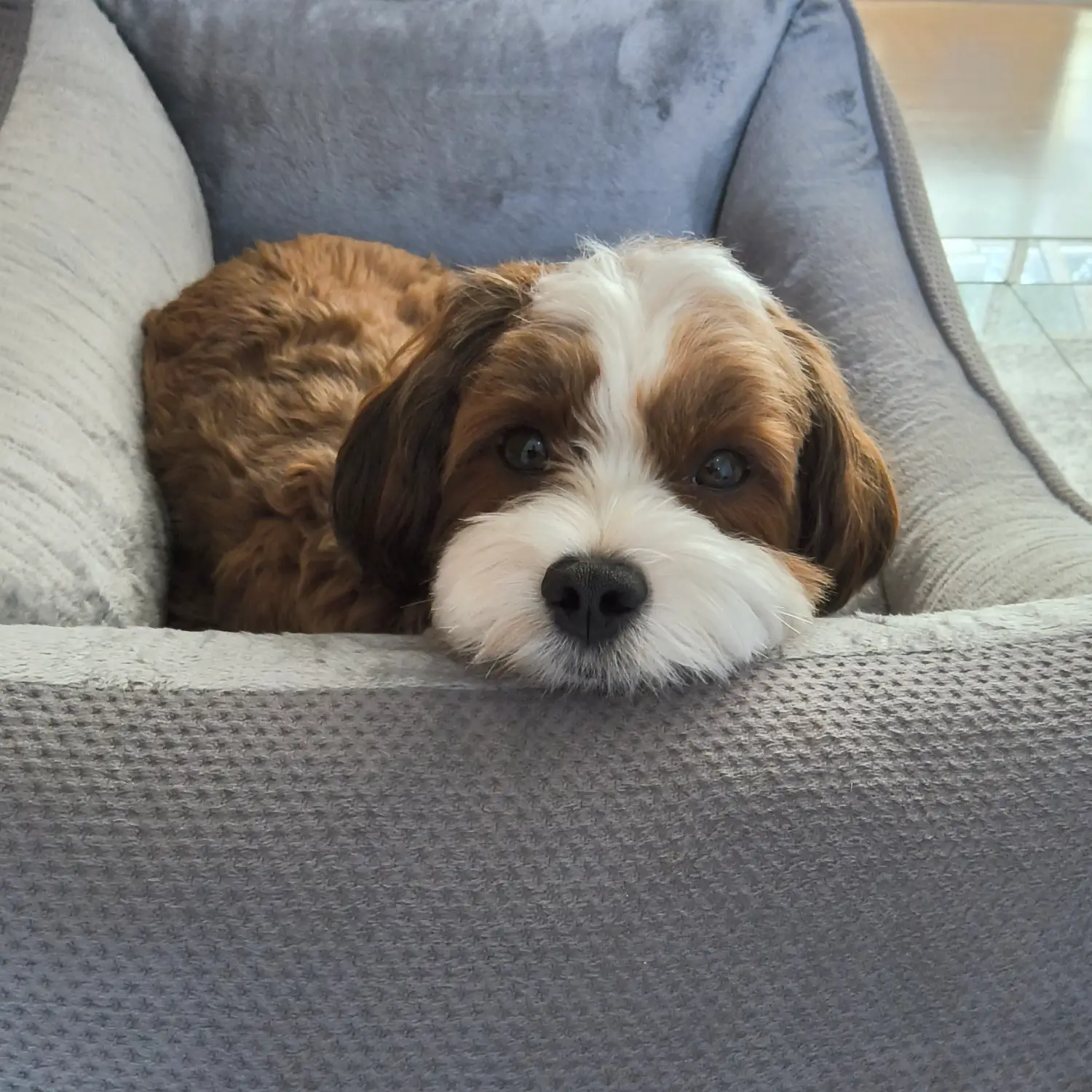 Petlando Lucy Ortopædisk Hundeseng – billede 7