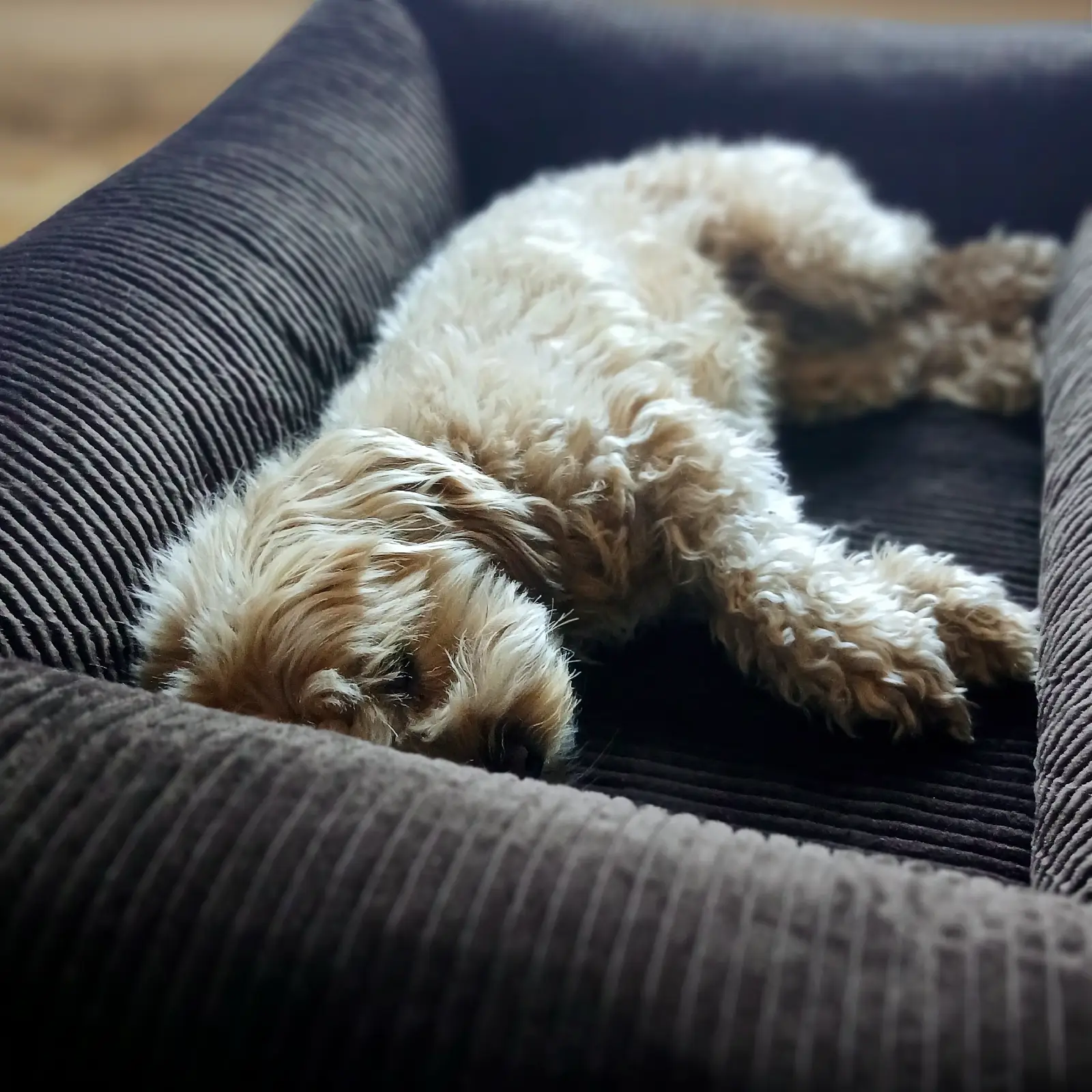 Petlando Luke Ortopædisk Hundeseng – billede 6