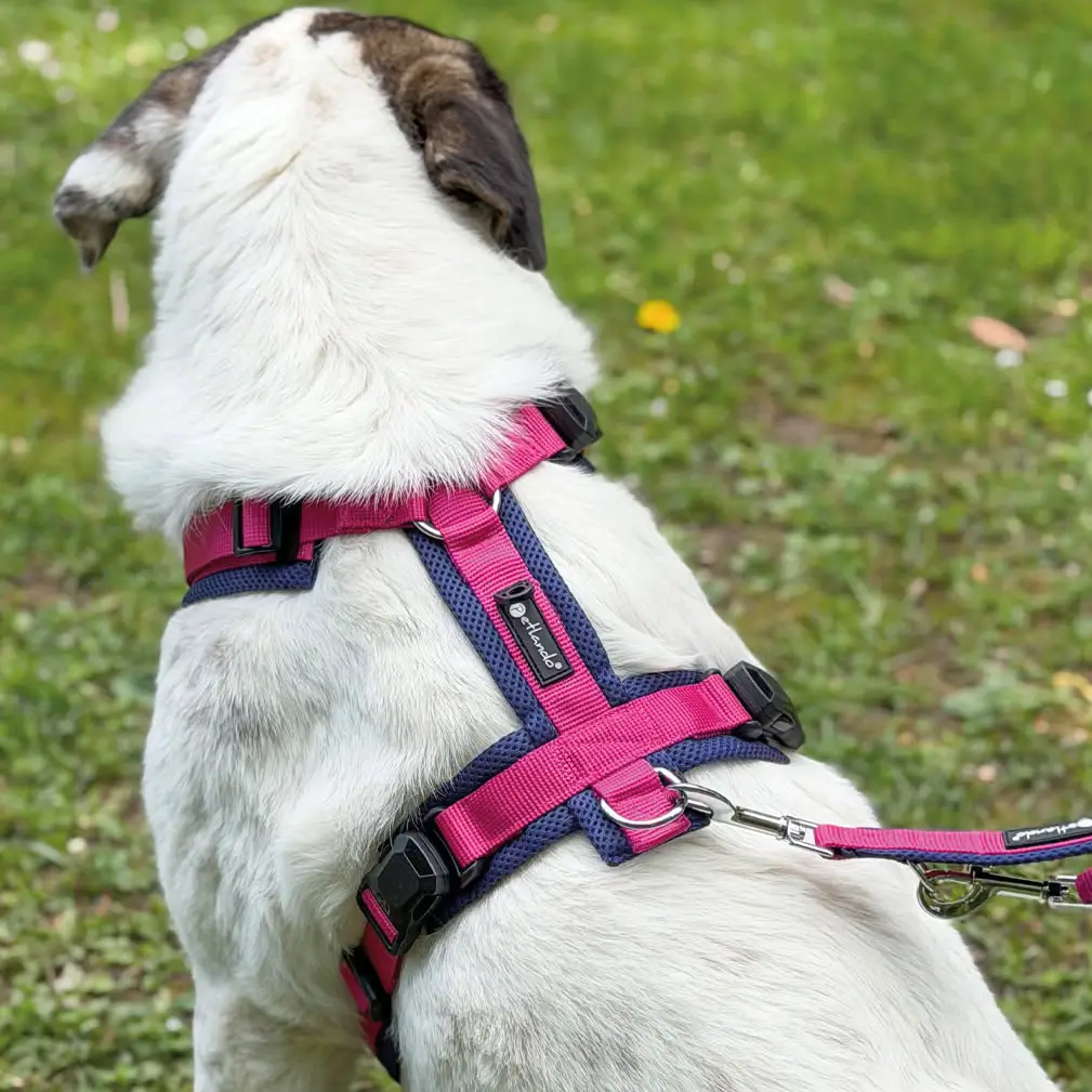 Petlando Mesh Y-Comfort Magnetech Hundesele – billede 3