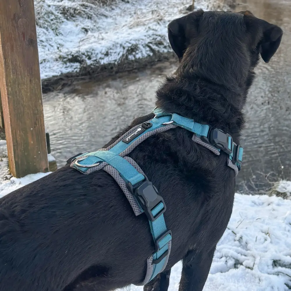 Petlando Mesh Y-Comfort Magnetech Hundesele – billede 7