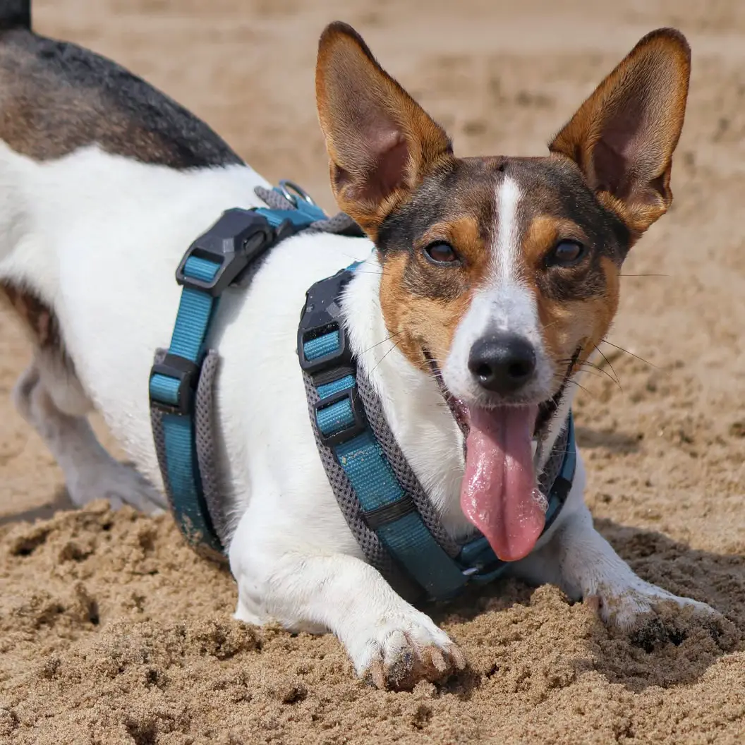 Petlando Mesh Y-Comfort Magnetech Hundesele – billede 4