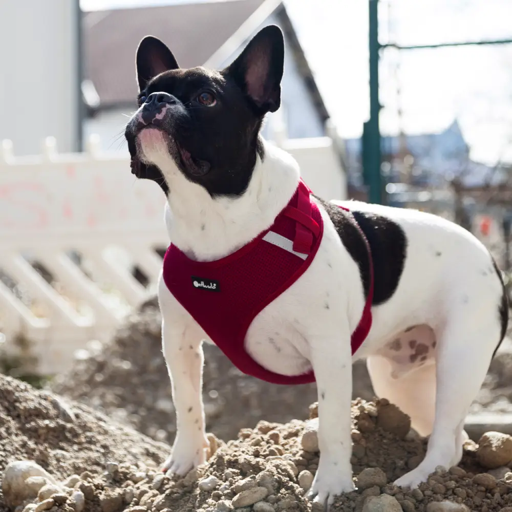 Petlando Mesh Vest Hundesele – billede 3