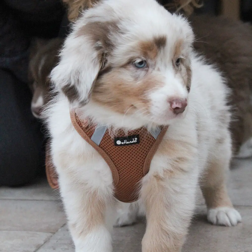 Petlando Mesh Vest Hundesele – billede 2