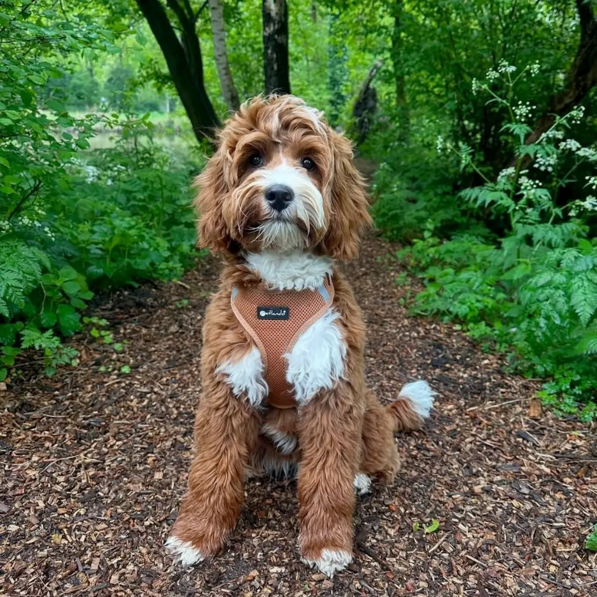 Petlando Mesh Vest Hundesele – billede 3