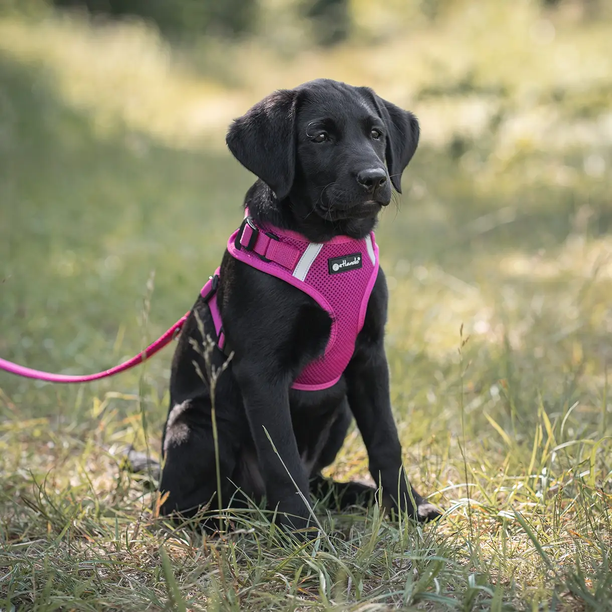 Petlando Mesh Vest Hundesele – billede 2