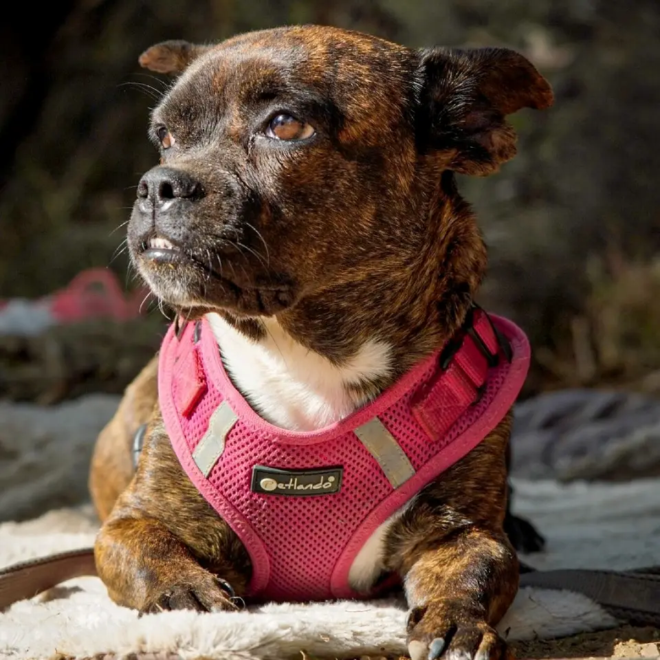 Petlando Mesh Vest Hundesele – billede 4