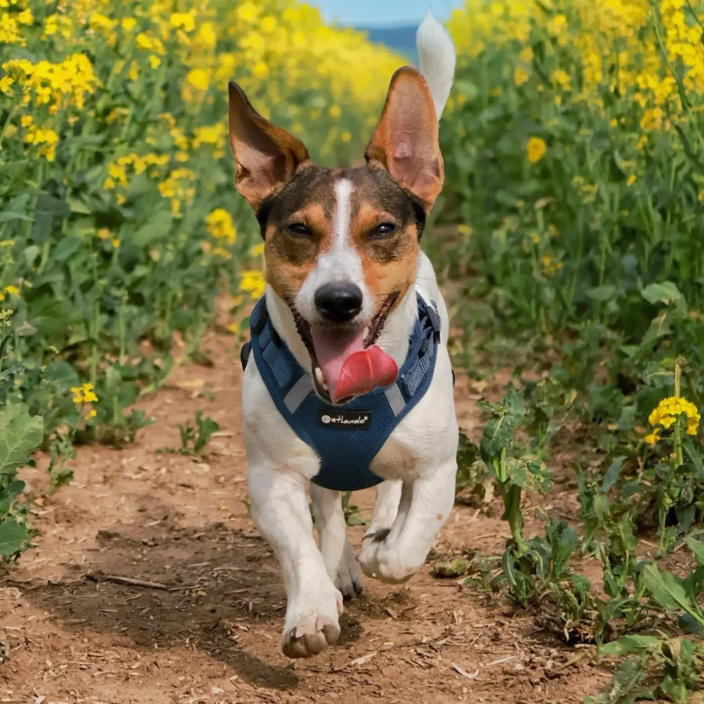 Petlando Mesh Vest Hundesele
