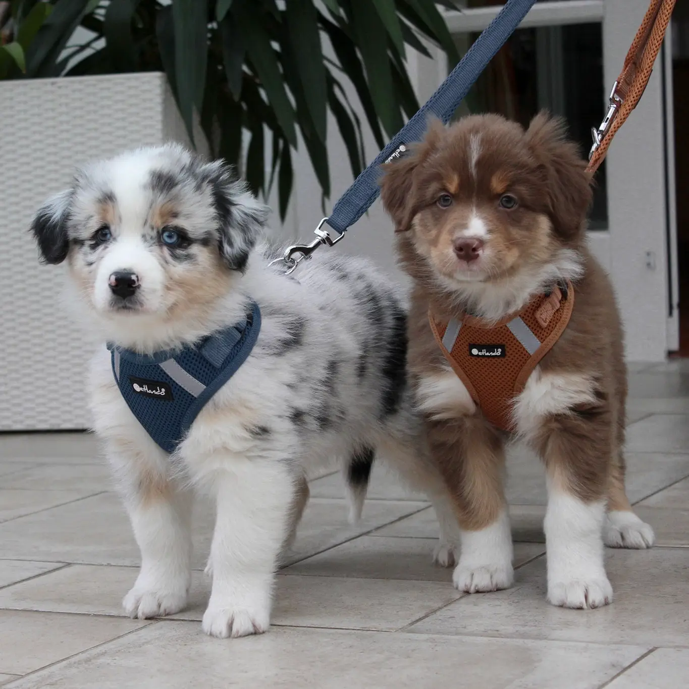 Petlando Mesh Vest Hundesele – billede 4