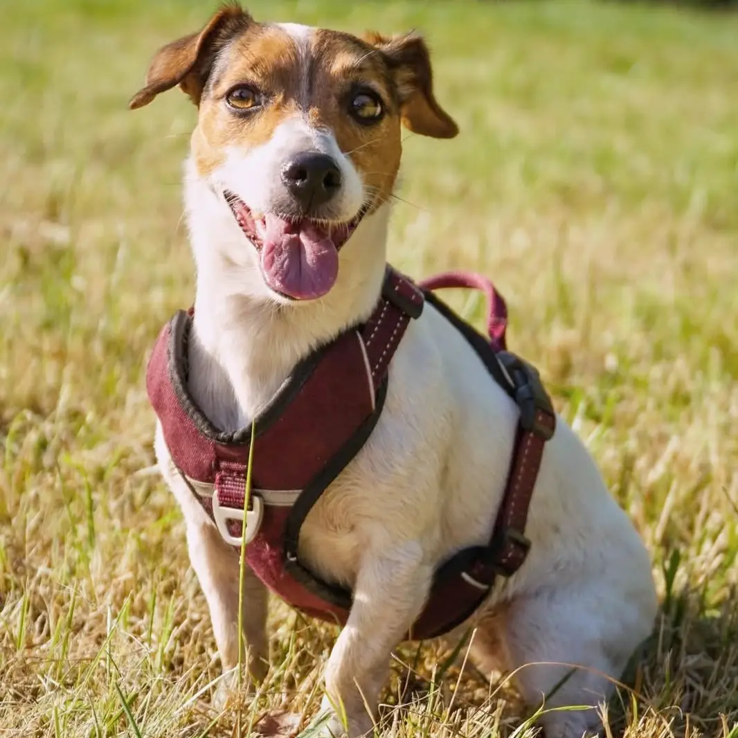 Petlando Outdoor Hundesele – billede 5