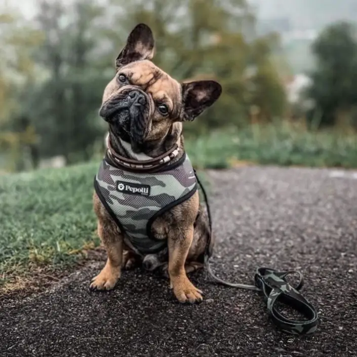 Pepolli Premium Hundesnor – billede 4