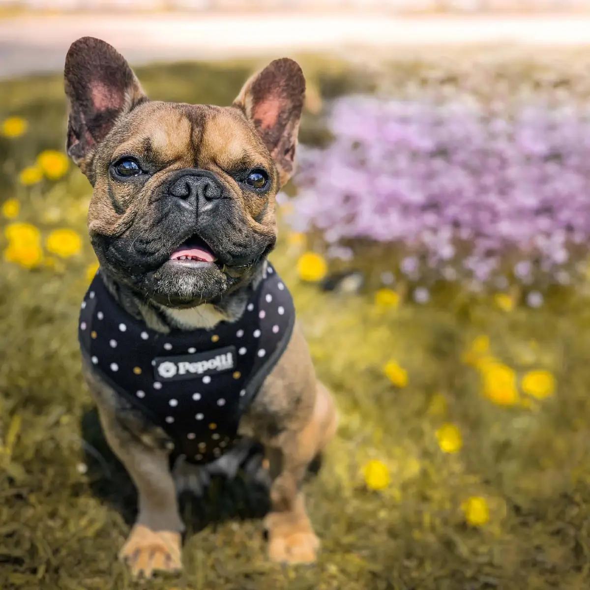 Pepolli Army-Galaxy Hundesele 2-i-1 – billede 4