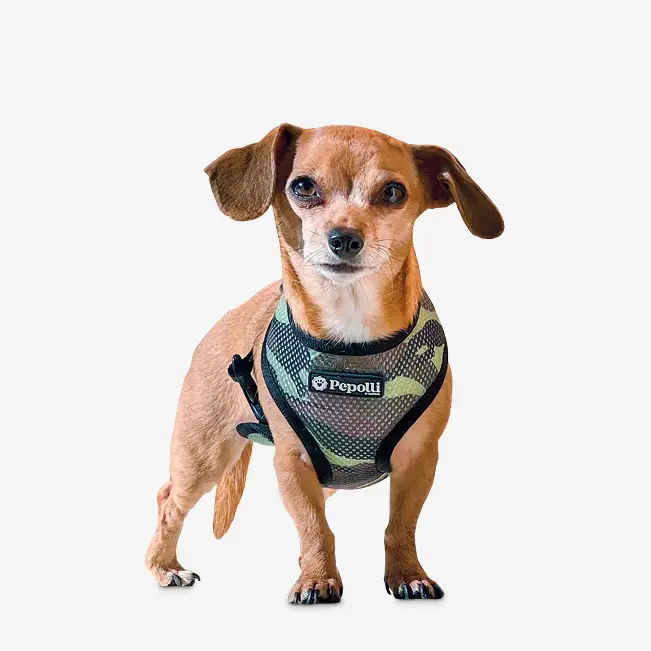 Pepolli Army-Galaxy Hundesele 2-i-1 – billede 7