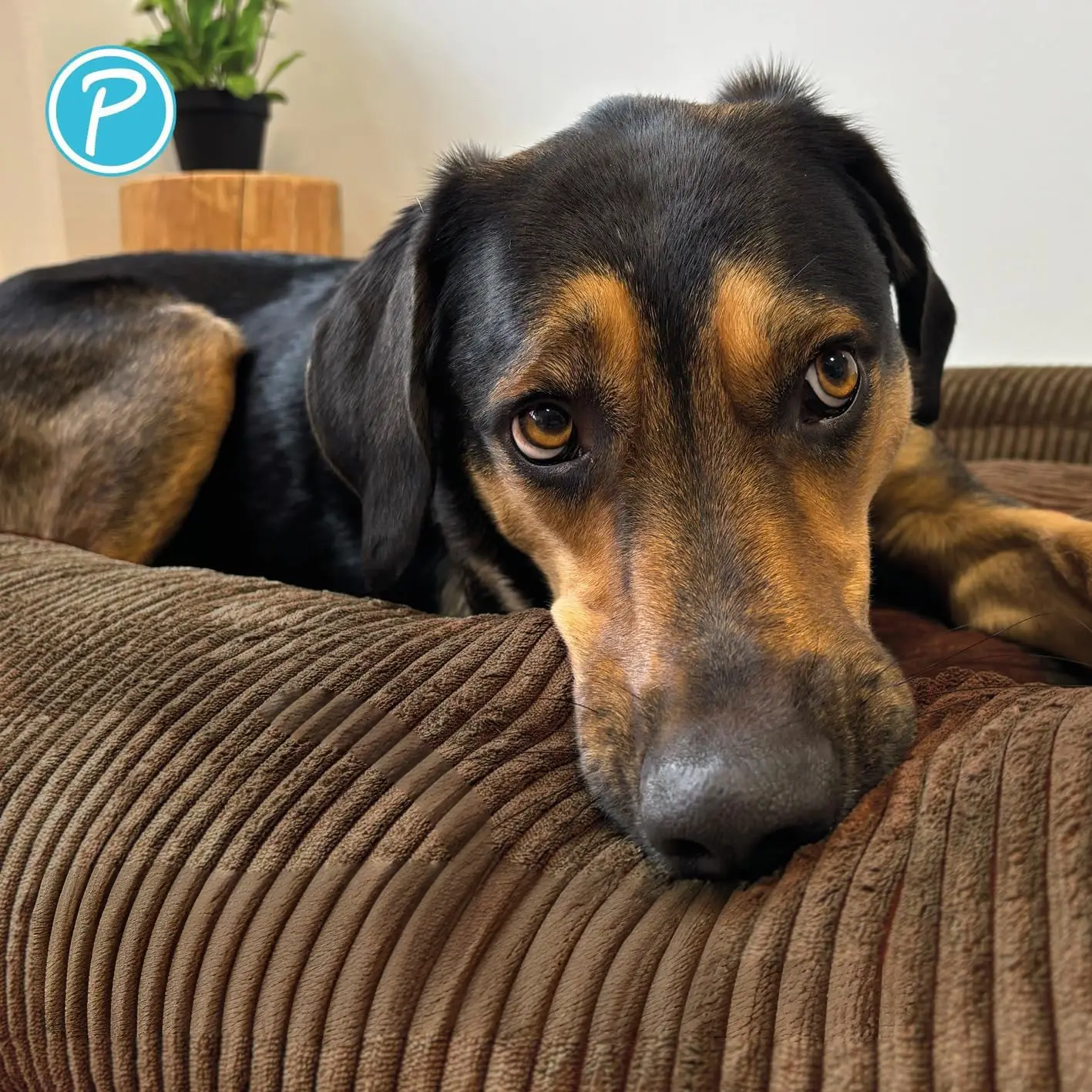 Petlando Luke Ortopædisk Hundeseng – billede 8