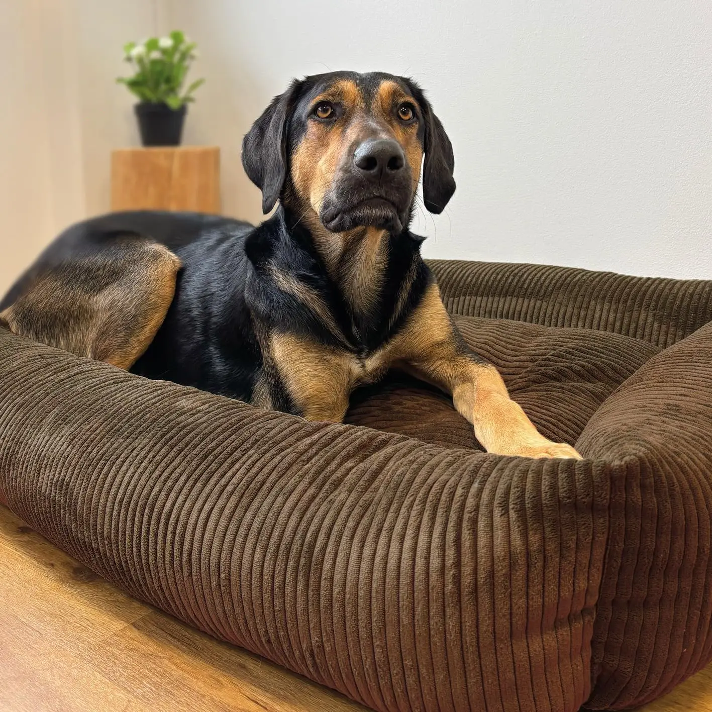 Petlando Luke Ortopædisk Hundeseng – billede 11