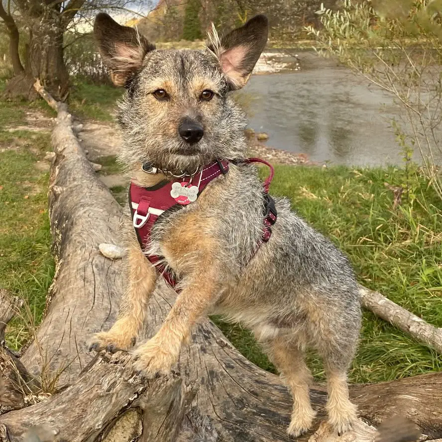 Petlando Outdoor Hundesele – billede 3