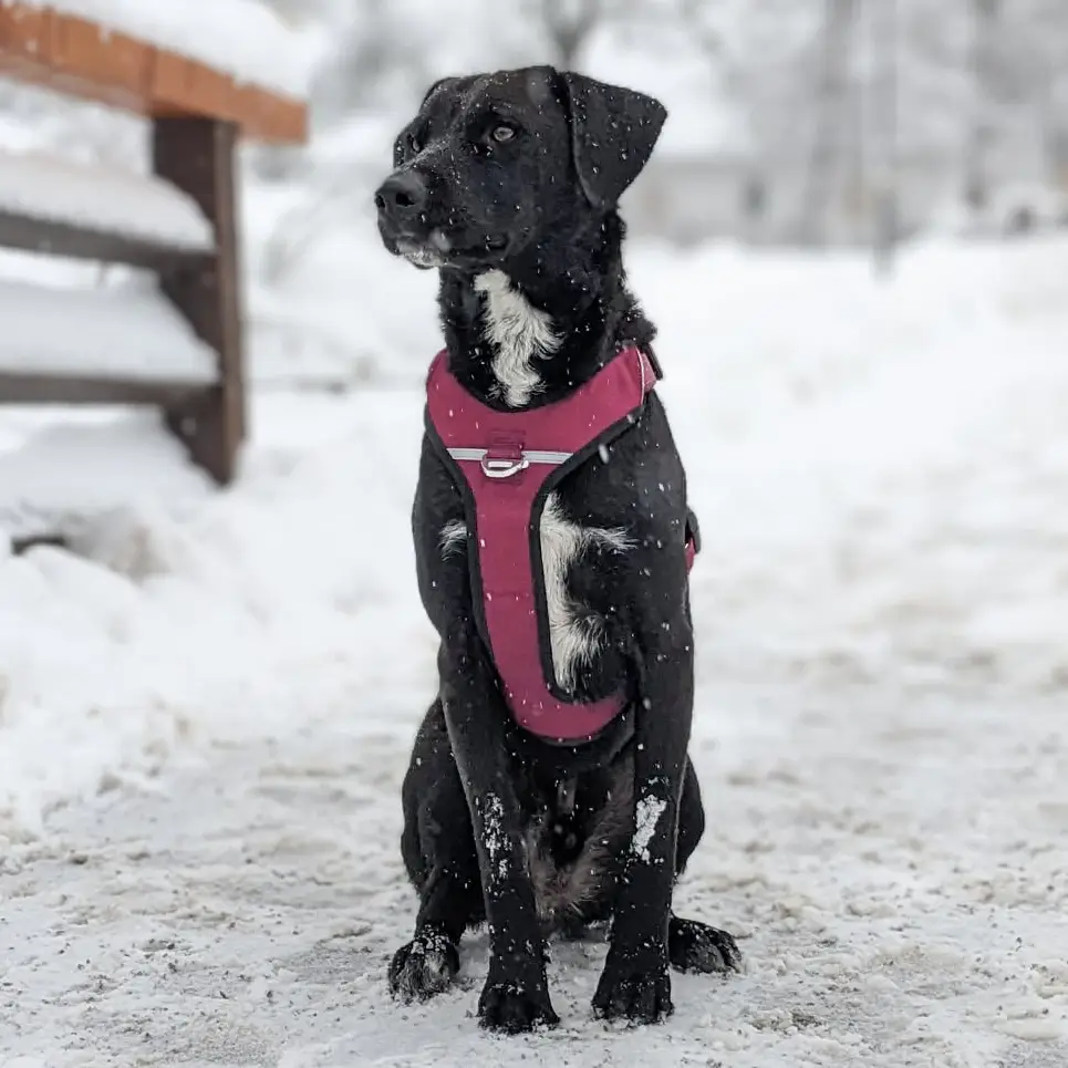 Petlando Outdoor Hundesele – billede 9
