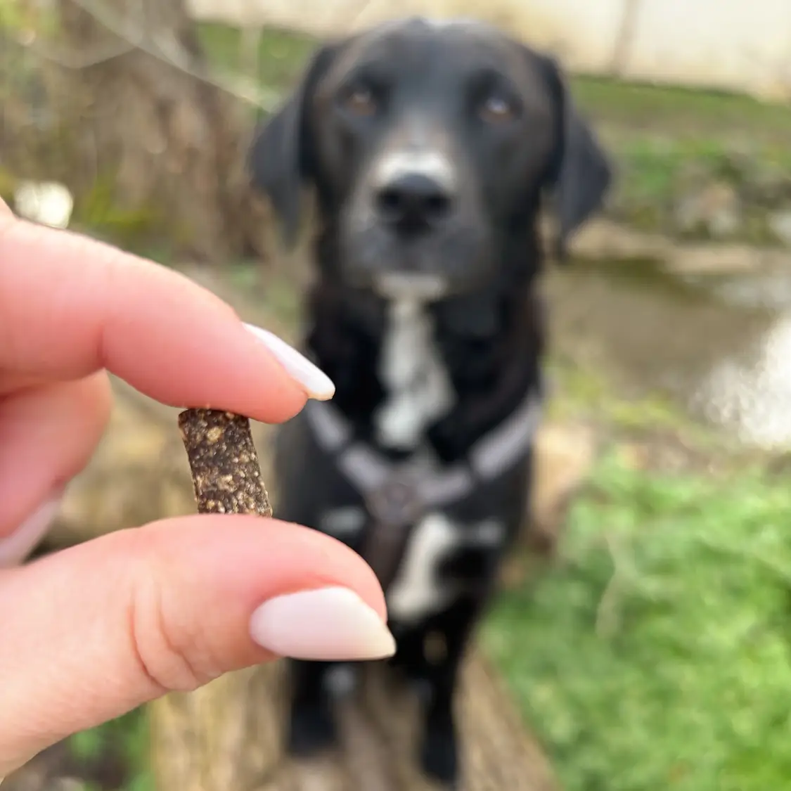 Petlando Sensitive Softsnacks Mini – billede 3
