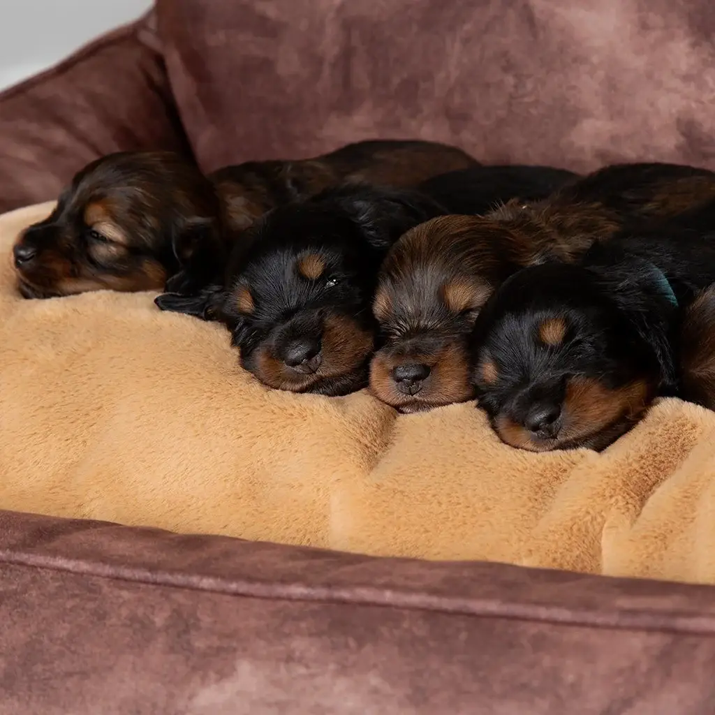 Scruffs Kensington Hundeseng – billede 5