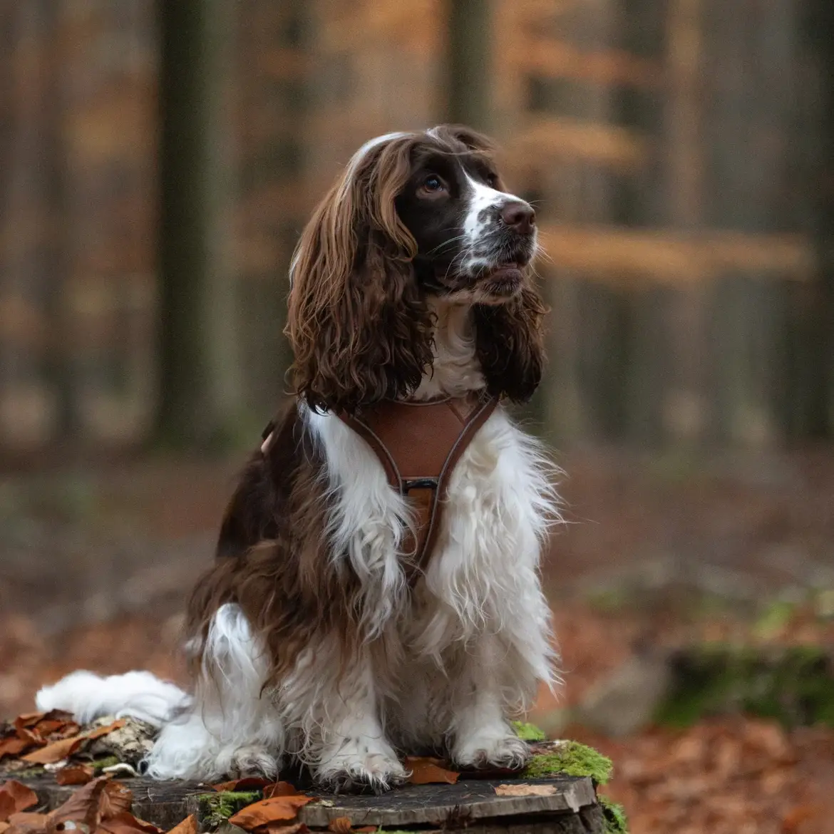Collarfull Terrain Trails Pro Sæt – billede 4