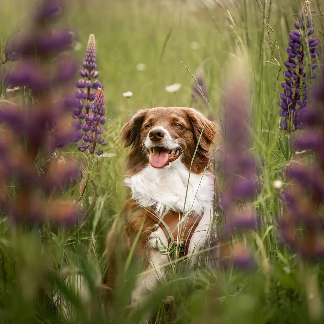 Collarfull Terrain Trails Pro Hundesele – billede 6