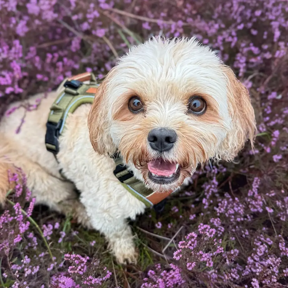 Collarfull Terrain Trails Pro Hundesele – billede 3