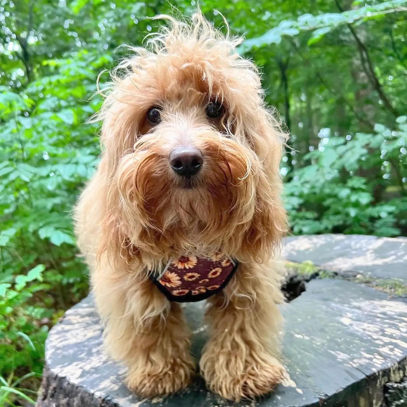 Collarfull Tiny Trails Step-in Hundesele – billede 3